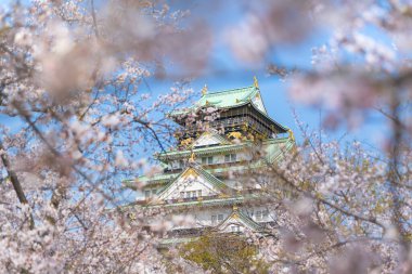 İkonik Osaka Kalesi Kulesi, ünlü bir tarihi eser, ilkbaharda açan kiraz çiçeklerinden oluşan bir çerçevenin içinden görülüyor. Osaka, Japonya.
