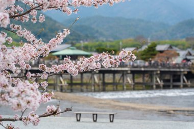 Katsura Nehri üzerindeki Togetsukyo Köprüsü 'nde kiraz çiçekleri ve Arashiyama Parkı' nın Nakanoshima bölgesinde nehir kenarında bir bank var. Kyoto, Japonya.