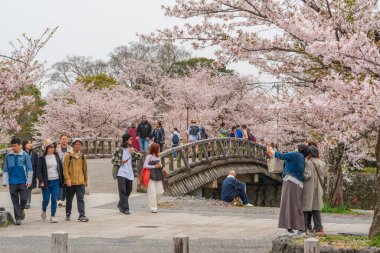 Kyoto, Japonya - 10 Nisan 2025: Arashiyama Park Nakanoshima bölgesinde bahar aylarında çiçek açan kiraz ağaçları altında bir grup turist.