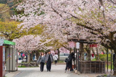 Kyoto, Japonya - 10 Nisan 2025: Arashiyama Park Nakanoshima bölgesinde bahar aylarında çiçek açan kiraz ağaçları altında bir grup turist.