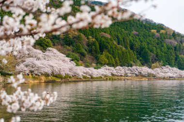 Kaizu Osaki 'nin güzel doğal manzarası Biwa Gölü kıyısında çiçek açan kiraz ağaçları. Takashima, Shiga, Japonya.