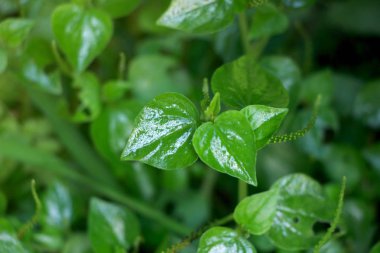 Peperomia pellucida Tay sebze ve otlar, tıbbi özellikleri, doğa yeşil arka plan