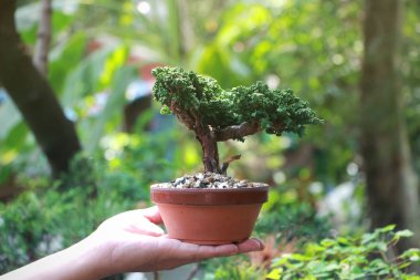 El ve doğada sekka Hinoki Japon Bonsai arka plan bulanık
