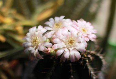 Bahar güneşinde açan güzel kaktüs çiçekleri