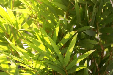 bambu yaprakları ve güzel güneş ışığı arka plan