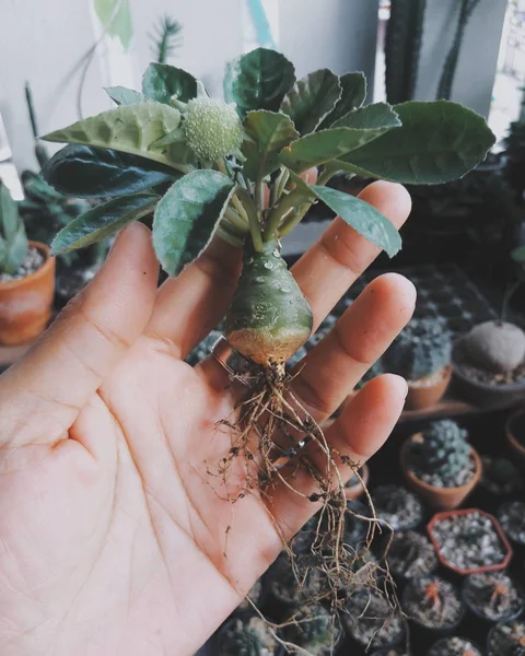 Dorstenia Foetida Cactus Suculentas Mano Fondo Natural Espacio Para Texto — Foto de Stock