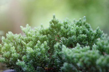 Japon bonsai ardıç yaprağı sürgünler, Doğa arka plan, Duygu iyi, metin için alan