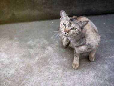 Kedi rahat bir duruş içinde yerde yatıyor, vücut temizliği, kirli duvarlar, metin için yer olan kediler hakkında kavram.
