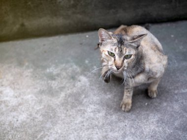 Kedi rahat bir duruş içinde yerde yatıyor, vücut temizliği, kirli duvarlar, metin için yer olan kediler hakkında kavram.