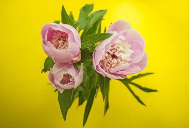 Güzel peonies üstten görünüm parlak sarı zemin üzerine.