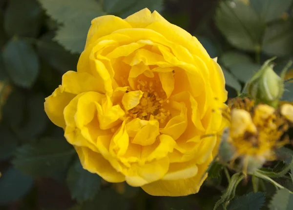Close Beautiful Yellow Rose Many Layers Petals — Stock Photo, Image