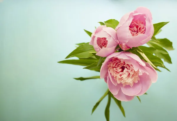 Top View Beautiful Peonies Blue Background Text Space — Stock Photo, Image