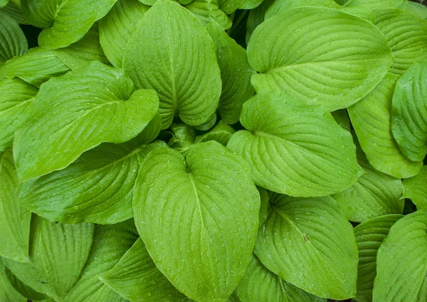 yeşil tropik yapraklar.