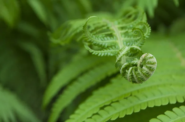 Green fern leaves. — Stock Photo, Image
