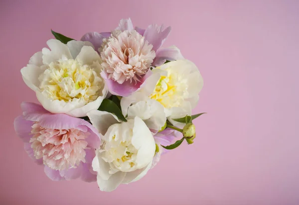 Güzel pastel pembe ve beyaz peonies pembe bir arka plan üzerinde bir grup. Üstten görünüm.