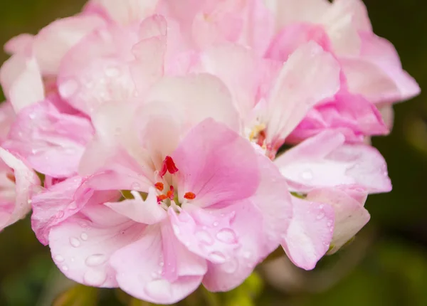 Close Beautiful Pink Geranium Flower Petals Rain Drops — Stock Photo, Image
