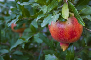 Olgun nar fruitson bahçede bir ağaç dalı.