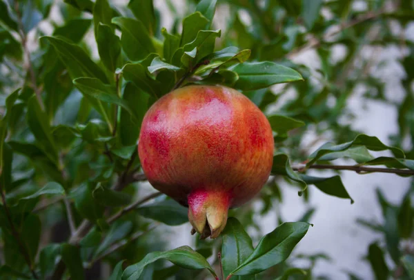 Fruto maduro de granada en una rama de árbol en el jardín . — Foto de Stock