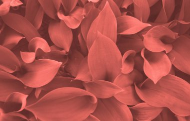 Yaratıcı arka plan güzel yaşam mercan renk yaprakları yaptı. Yıl 2019 kavramı rengini.