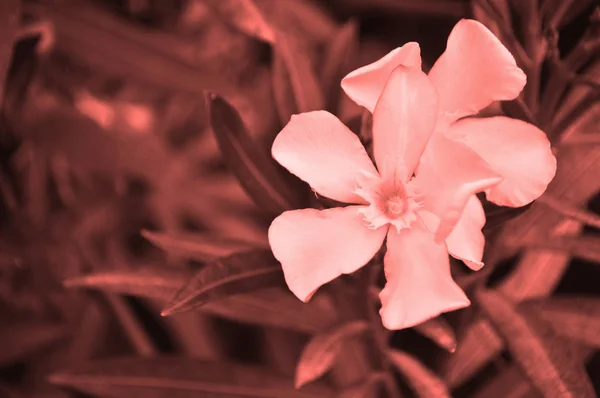 Beautiful Coral Color Oleander Flowers Bush Color 2019 Concept — Stock Photo, Image