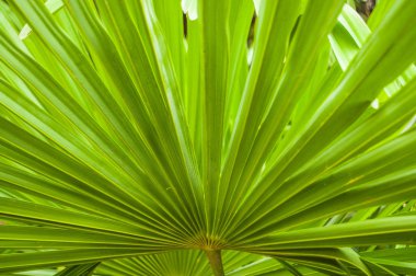 Tropikal ışık yeşil avuç yapılan çiçek doku bırakır.