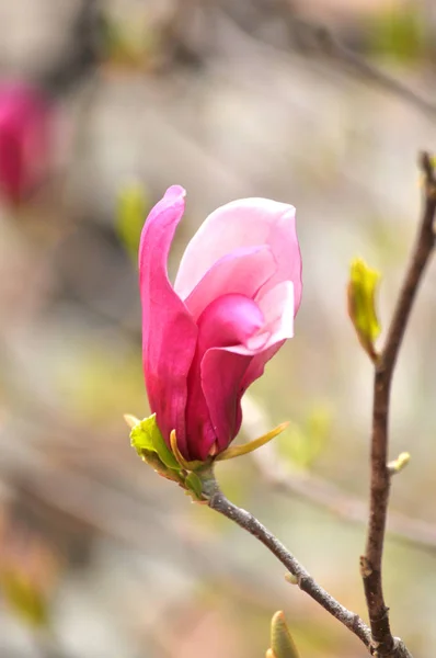 Hermosa Flor Rosa Primavera Magnolia Una Rama Árbol — Foto de Stock