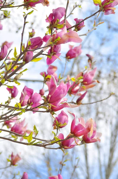 Hermosa Flor Rosada Primavera Magnolia Una Rama Árbol Fondo Floral — Foto de Stock