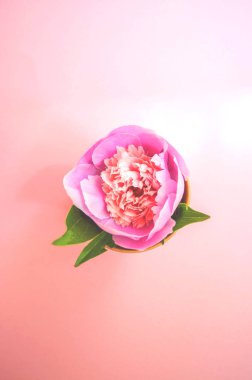 Güzel pastel pembe şakayık en iyi görünümünü patel pembe arka plan üzerinde. Tonlu resim.