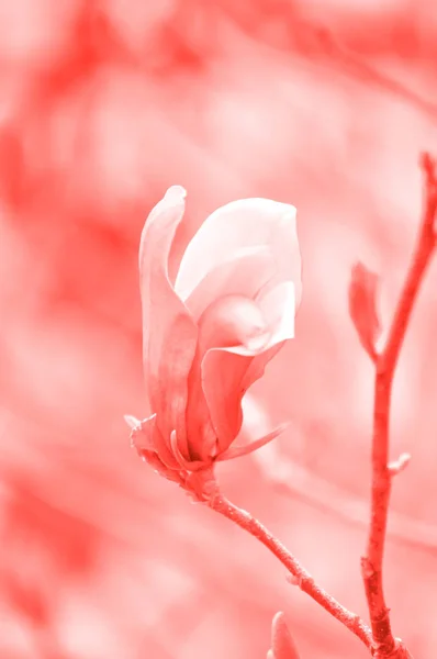 Beautiful Pink Spring Flower Magnolia Tree Branch Color 2019 — Stock Photo, Image