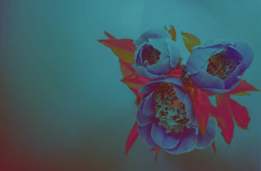 Mavi arka planda pembe şakayıklar.