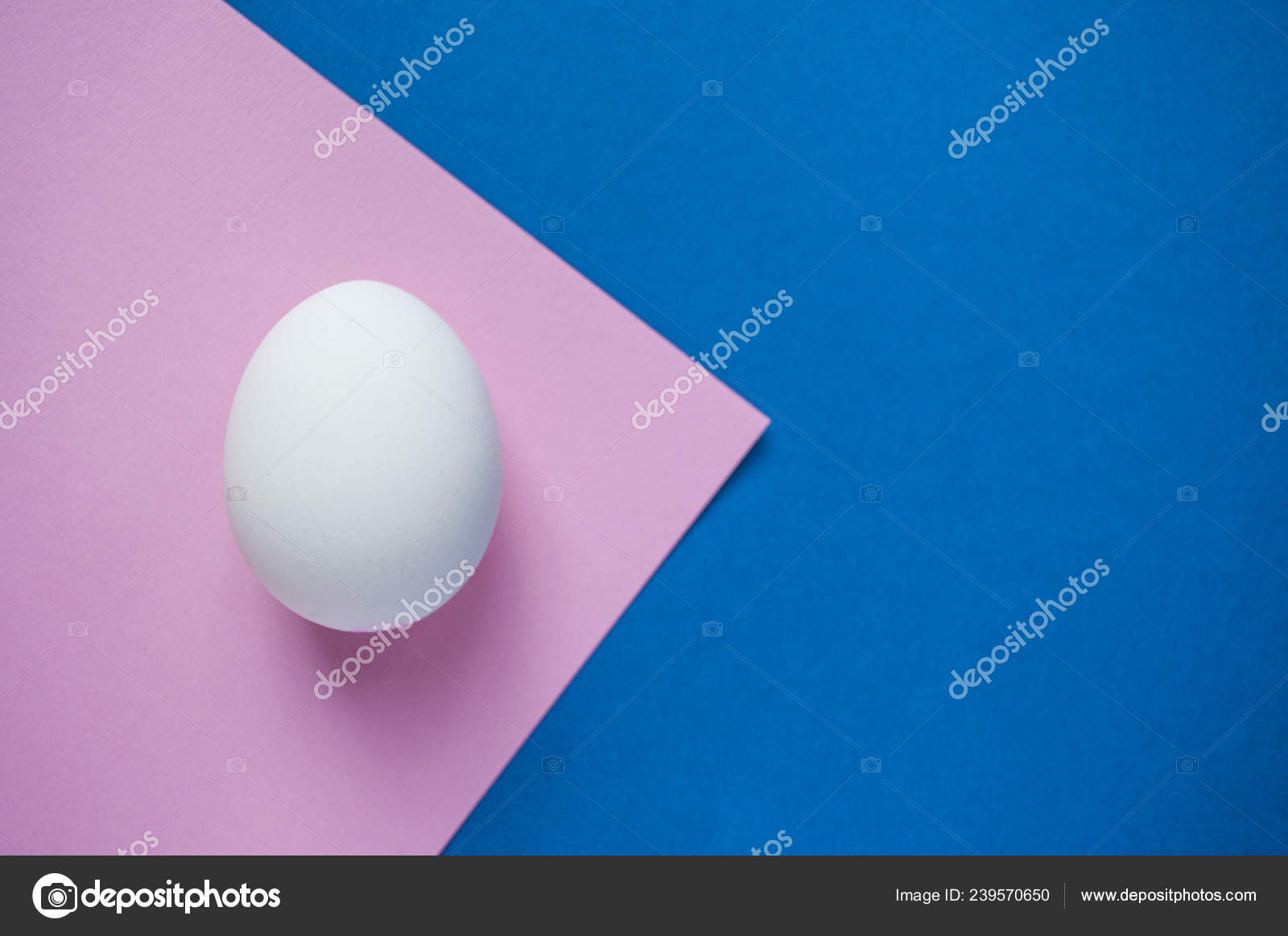 White Single Egg Dark Blue Pastel Pink Background Copyspace