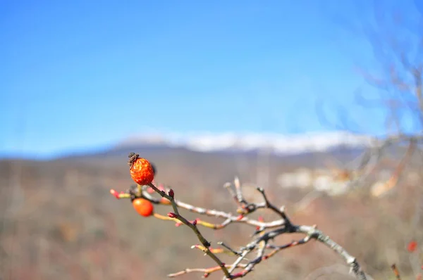 Trockener Zweig Mit Hagebutten Vor Schneebedecktem Hintergrund — Stockfoto