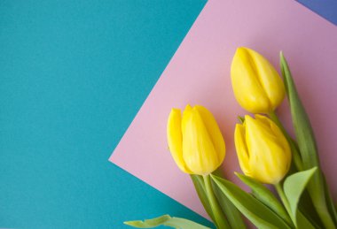 Pastel zemin üzerine Sarı Lale.