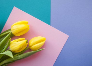 Pastel zemin üzerine Sarı Lale.