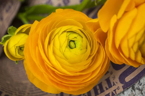 Beautiful fresh blossoming single yellow color ranunculus. — Stock Photo, Image