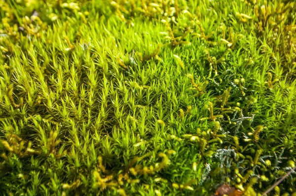 Fundo musgo verde . — Fotografia de Stock