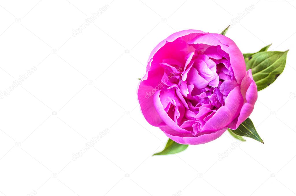 Pink peony flower on pink background.