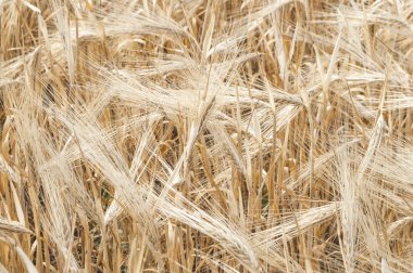 Olgun buğday tarlası.