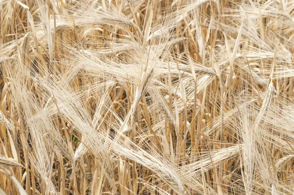 Olgun buğday tarlası.