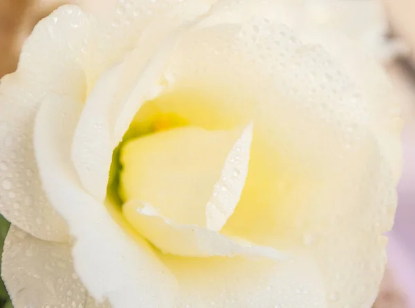 Güzel beyaz Eustoma kafası.