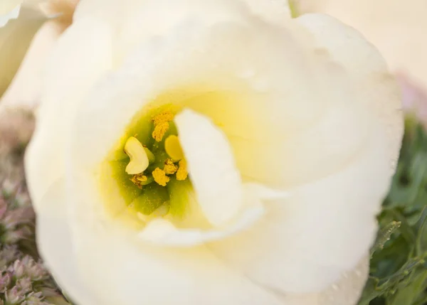 Beautiful white eustoma head. — Stock Photo, Image