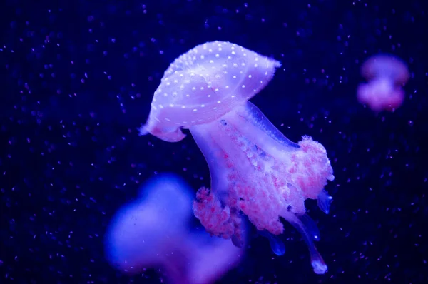 水族館に浮かぶネオンライトの中の美しい青いクラゲ — ストック写真