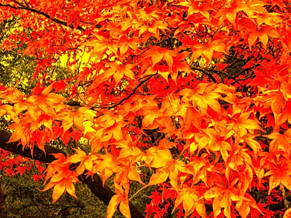 Bela Cor Outono Folhas Bordo Parque Região Cotswolds Inglaterra — Fotografia de Stock