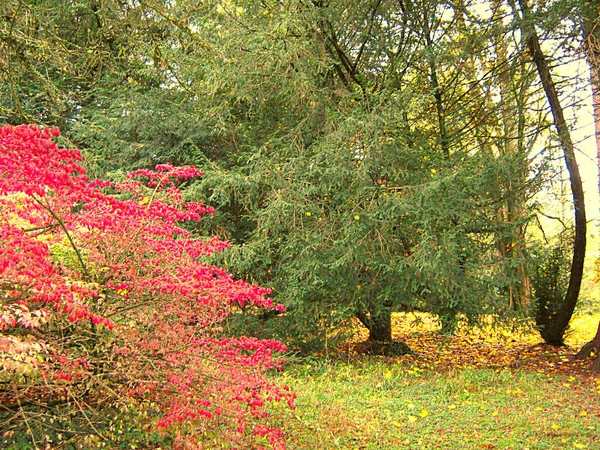 Lindas Cores Outono Floresta Caminha Parque Região Cotswolds Gloucestershire Inglaterra — Fotografia de Stock