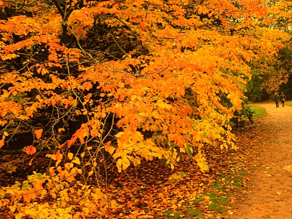 Beautiful Autumn Colour Maple Leaves Park Cotswolds Region England — Stock Photo, Image