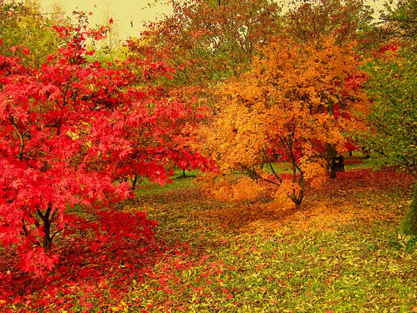 Όμορφα Φθινοπωρινά Χρώματα Στους Δασώδεις Περιπάτους Ένα Πάρκο Στην Περιοχή — Φωτογραφία Αρχείου