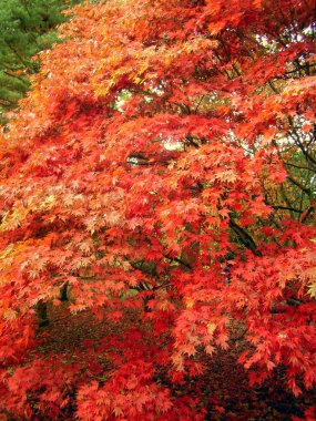İngiltere'de Cotswolds bölgesinde bir parkta akçaağaç yaprakları güzel sonbahar rengi