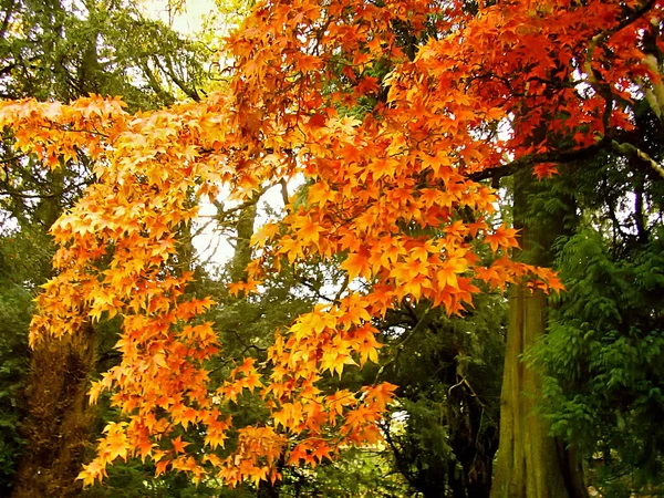 Piękny Jesienny Kolor Liści Klonu Parku Regionie Cotswolds Anglii — Zdjęcie stockowe