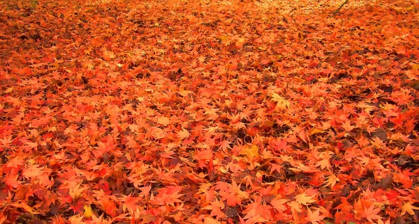 İngiltere'de Cotswolds bölgesinde bir parkta akçaağaç yaprakları güzel sonbahar rengi