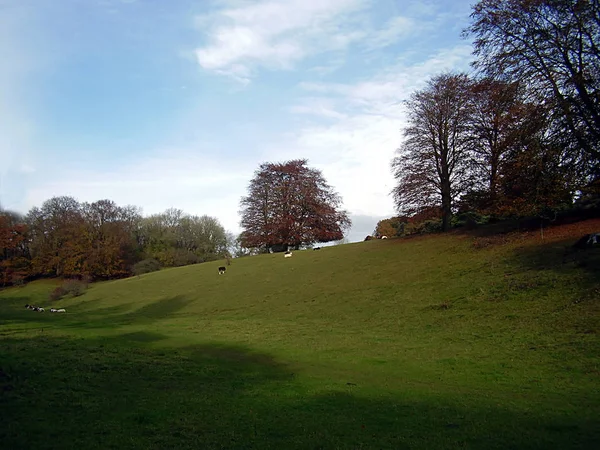 코츠월드 글로스터셔 잉글랜드의 방목지대를 조망할 공원의 완만한 경사진 — 스톡 사진